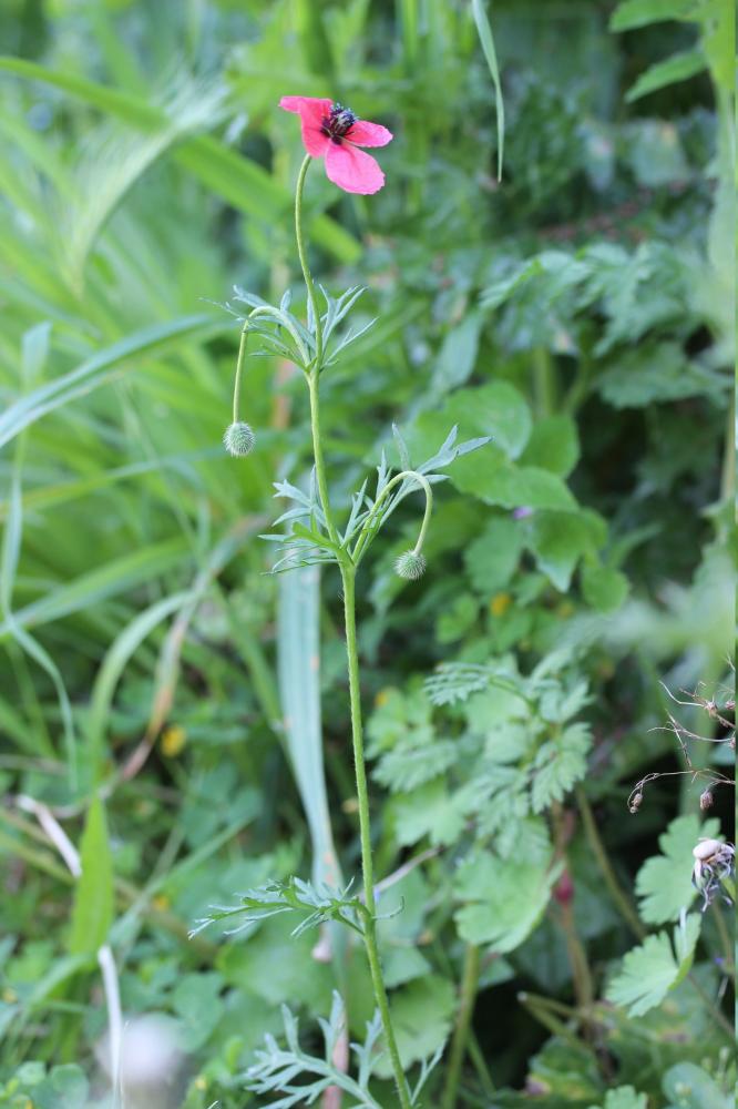 Pavot hybride Papaver hybridum L., 1753