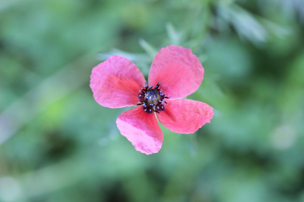 Pavot hybride Papaver hybridum L., 1753