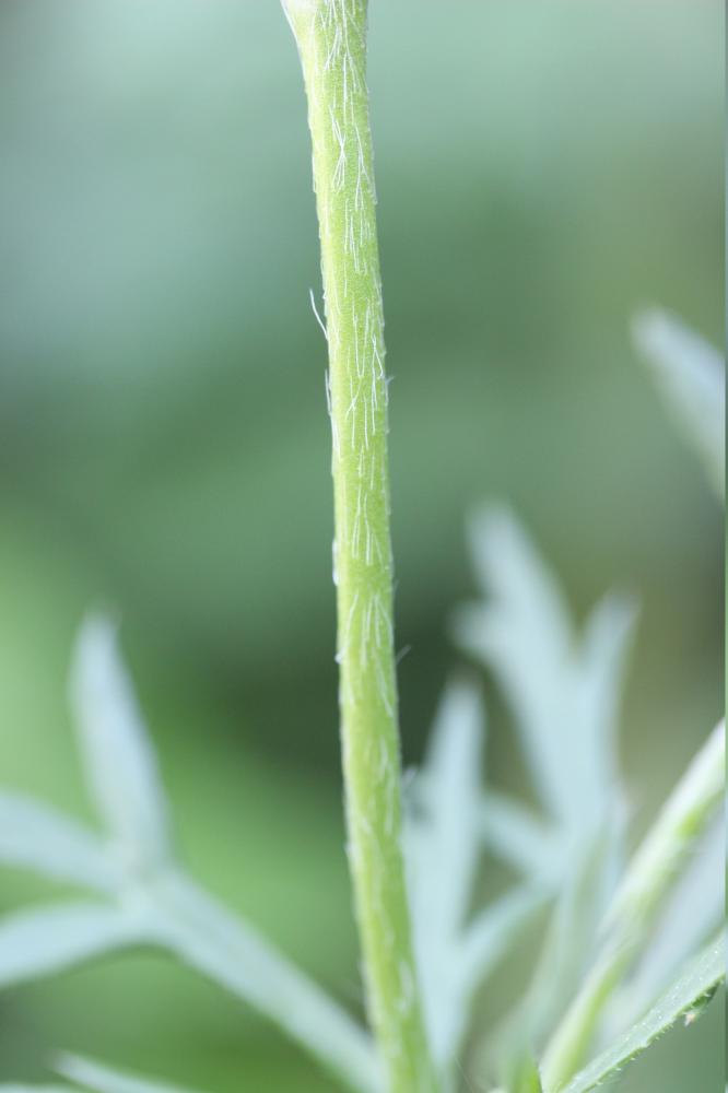 Pavot hybride Papaver hybridum L., 1753