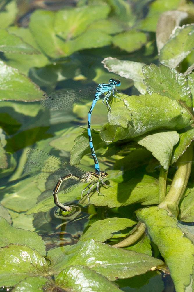 Agrion de Mercure Coenagrion mercuriale (Charpentier, 1840)