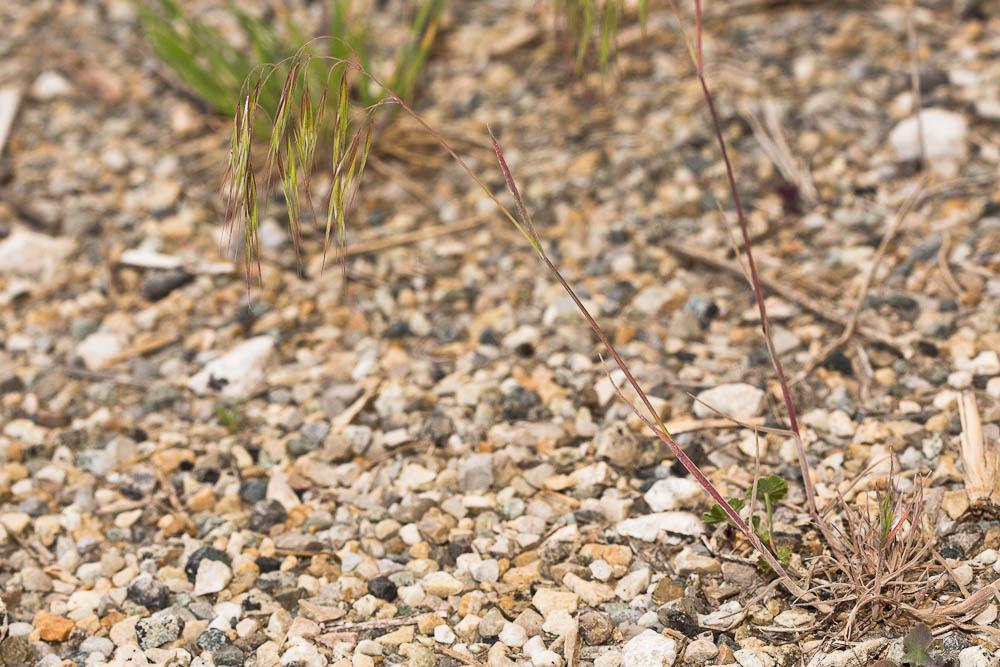 Le Brome des toits Anisantha tectorum (L.) Nevski, 1934