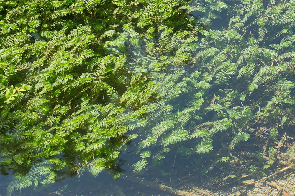 Potamot dense, Groenlandia serré Groenlandia densa (L.) Fourr., 1869