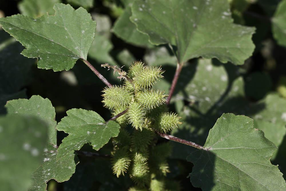 Lampourde d'Italie Xanthium orientale subsp. italicum (Moretti) Greuter, 2003