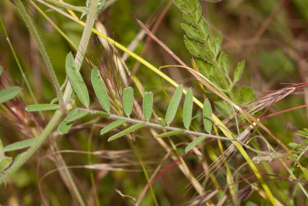 Vesce cracca, Jarosse Vicia cracca L., 1753