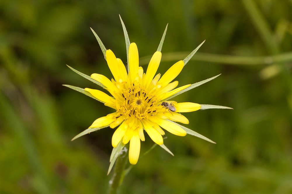 Grand salsifis, Salsifis douteux Tragopogon dubius Scop., 1772