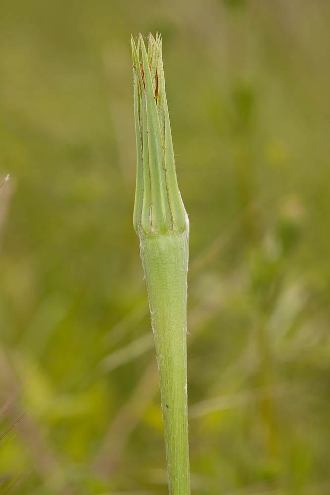Grand salsifis, Salsifis douteux Tragopogon dubius Scop., 1772