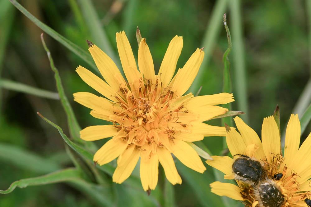 Salsifis des prés Tragopogon pratensis L., 1753
