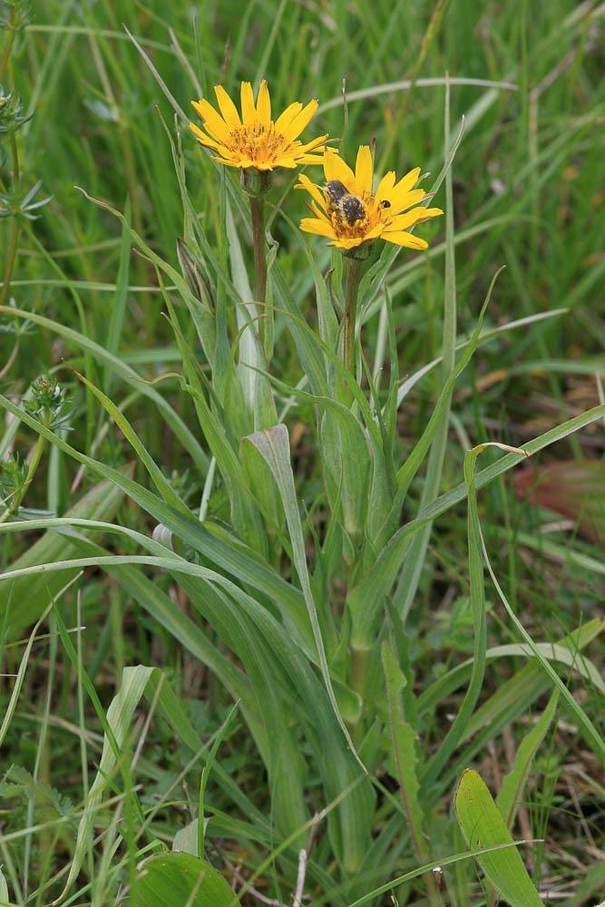 Salsifis des prés Tragopogon pratensis L., 1753