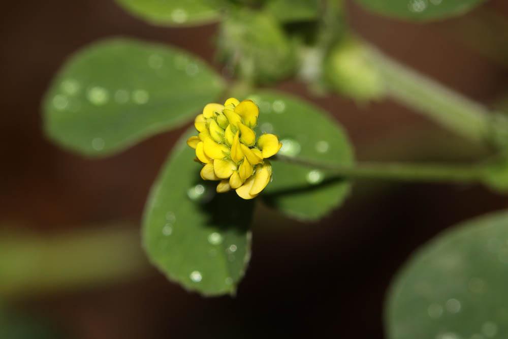 Luzerne lupuline, Minette Medicago lupulina L., 1753