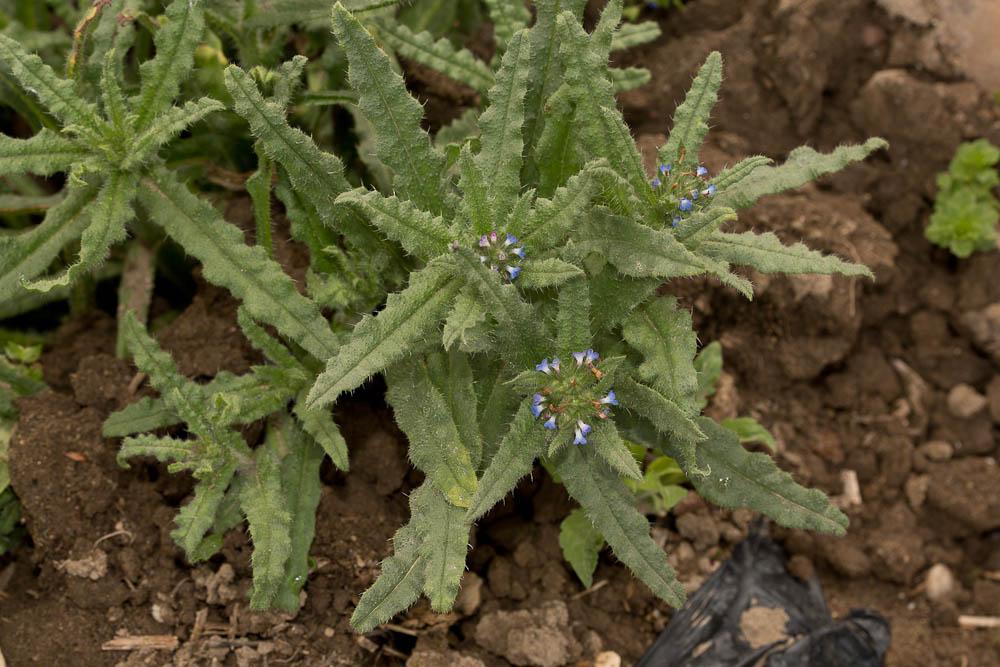 Lycopside des champs Lycopsis arvensis L., 1753