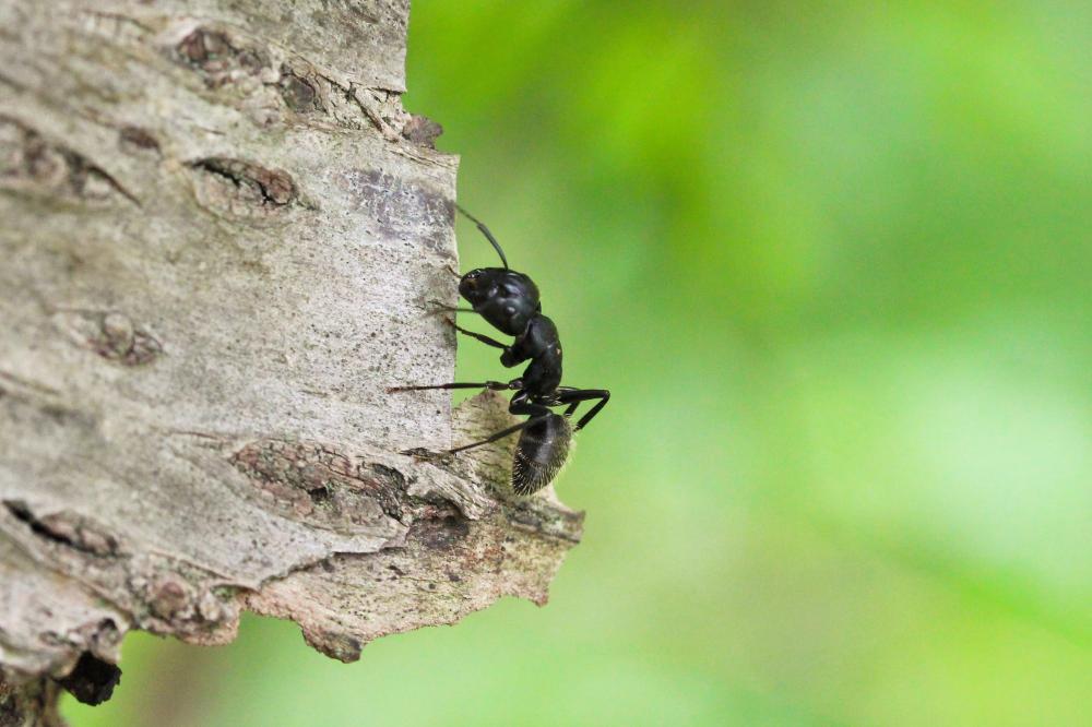 Camponotus vagus (Scopoli, 1763)