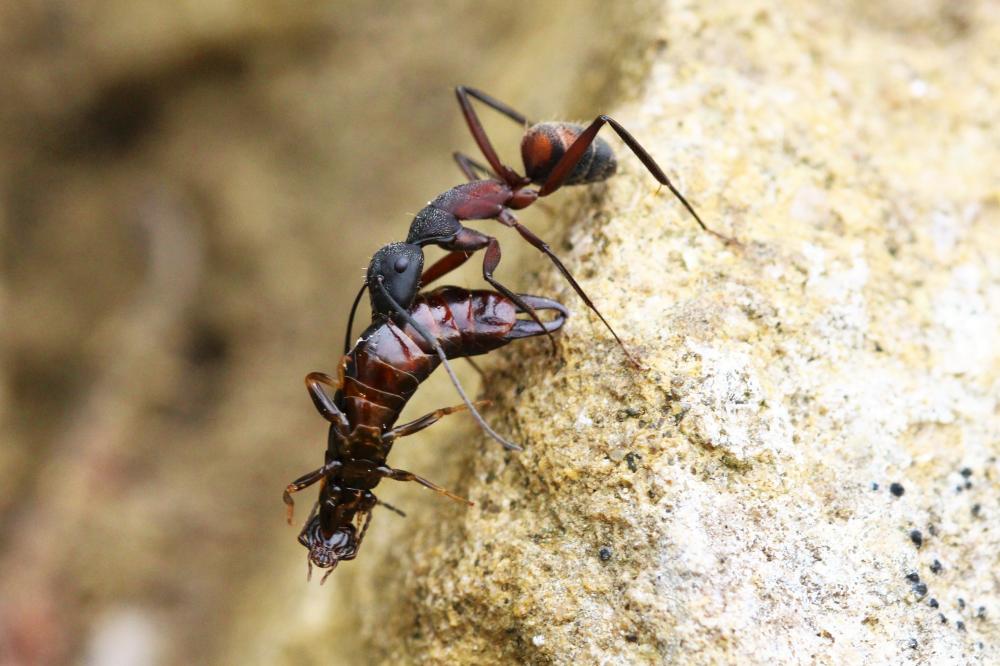 Camponotus cruentatus (Latreille, 1802)