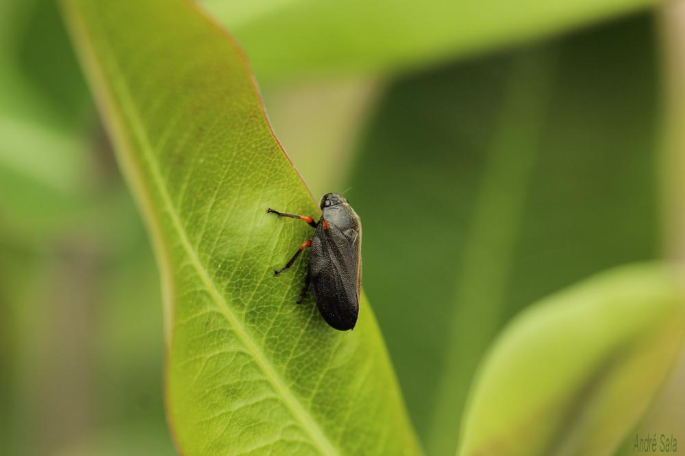 Cercopis intermedia Kirschbaum, 1868