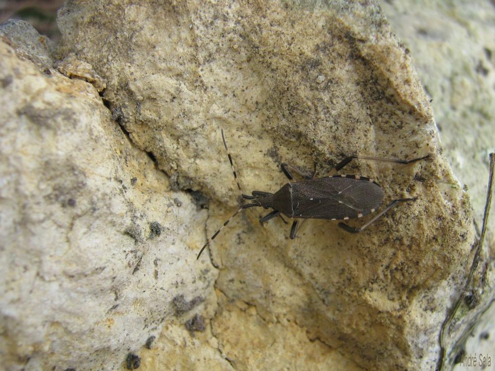 Dicranocephalus agilis (Scopoli, 1763)