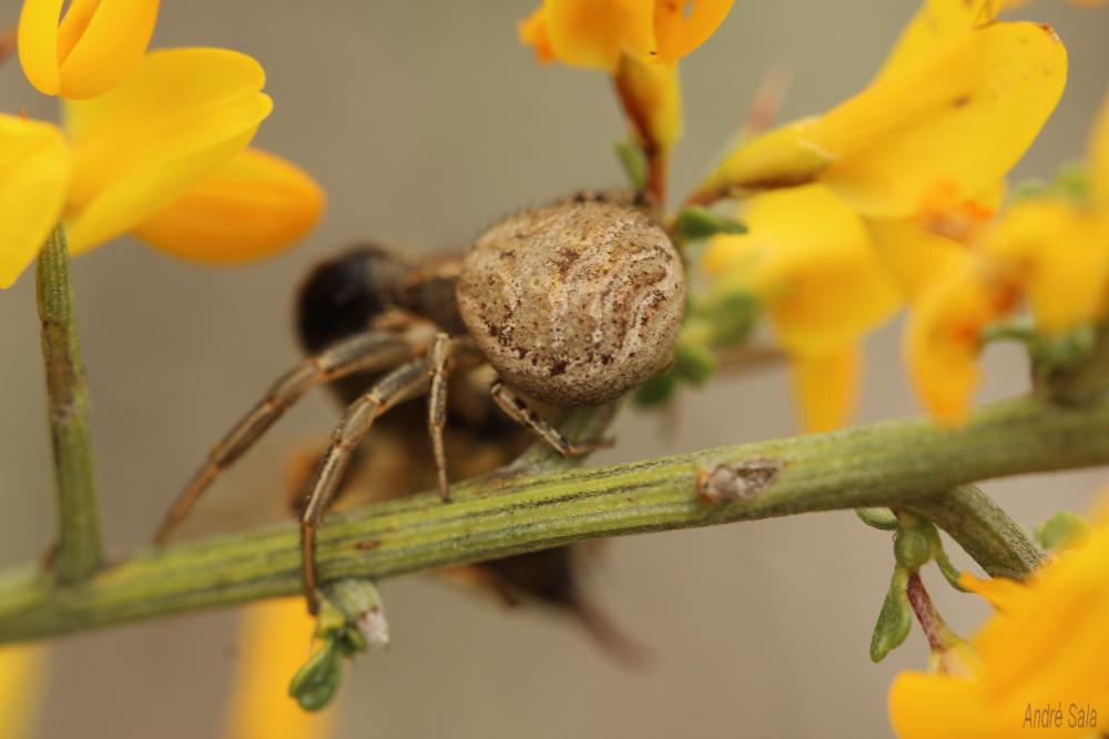 Xystique Xysticus