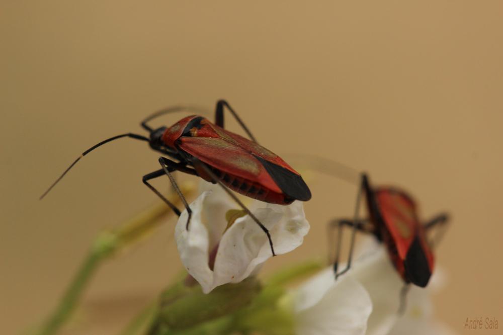Miride variable, Punaise décorée Calocoris nemoralis (Fabricius, 1787)
