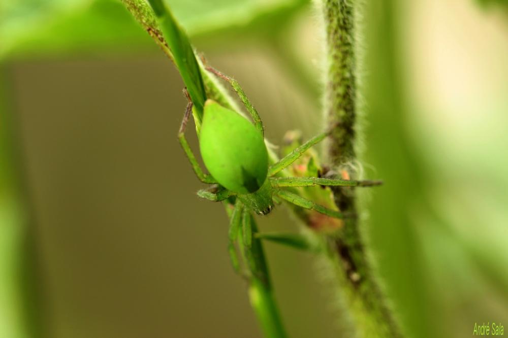 Micrommata ligurinum (C. L. Koch, 1845)