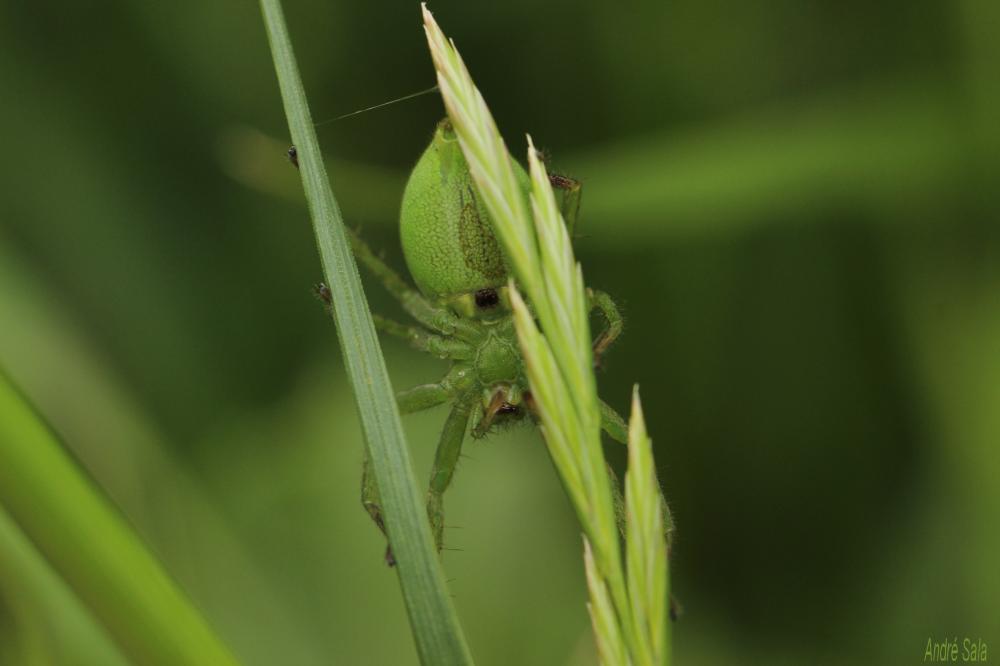 Micrommata ligurinum (C. L. Koch, 1845)