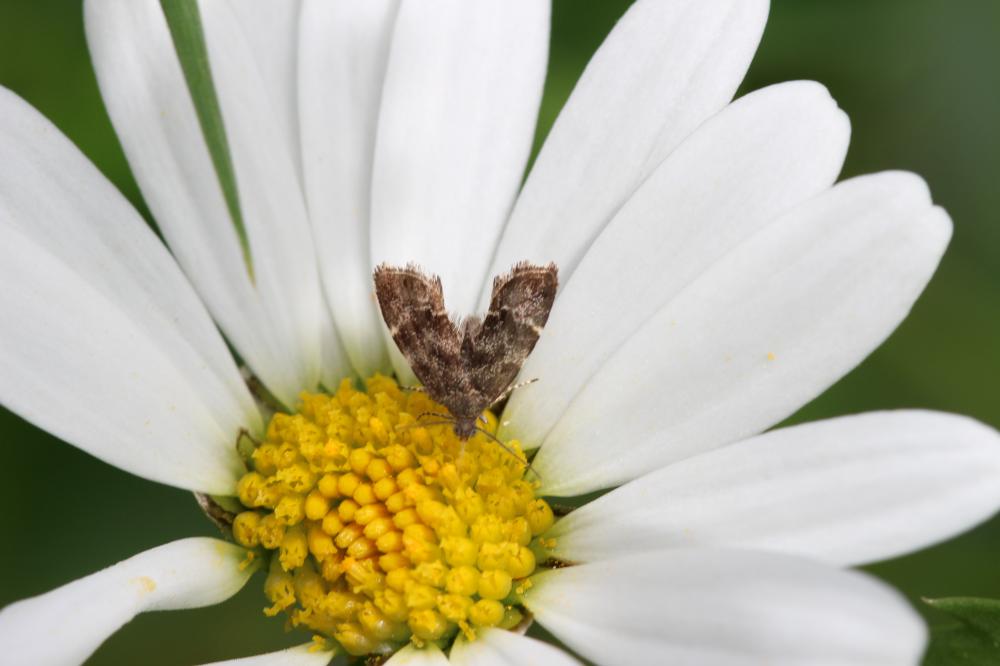 Anthophila fabriciana (Linnaeus, 1767)