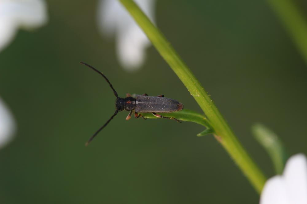 Phytoecia pustulata (Schrank, 1776)