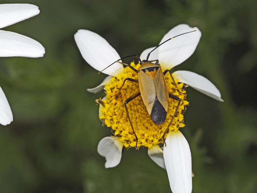 Miride variable, Punaise décorée Calocoris nemoralis (Fabricius, 1787)