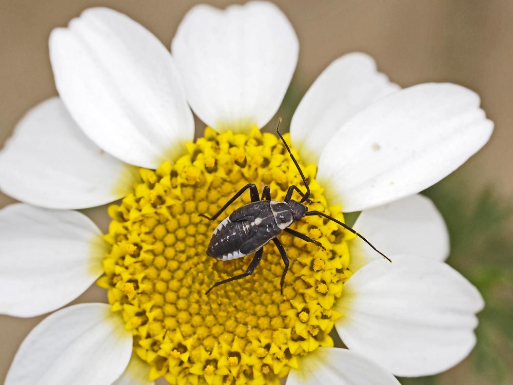 Miride variable, Punaise décorée Calocoris nemoralis (Fabricius, 1787)