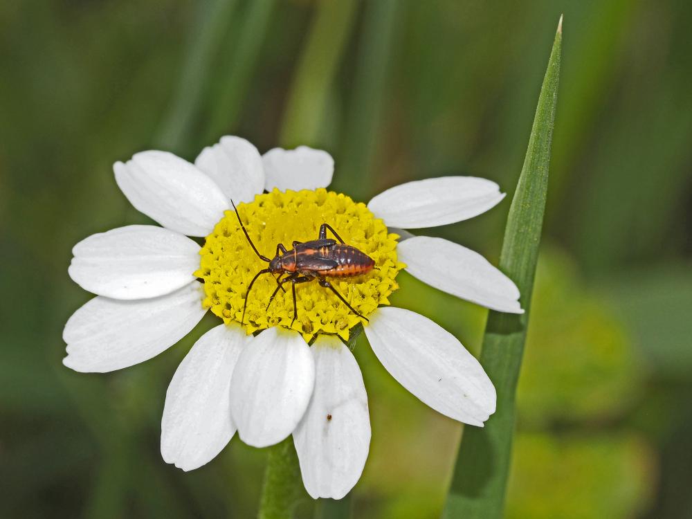 Miride variable, Punaise décorée Calocoris nemoralis (Fabricius, 1787)