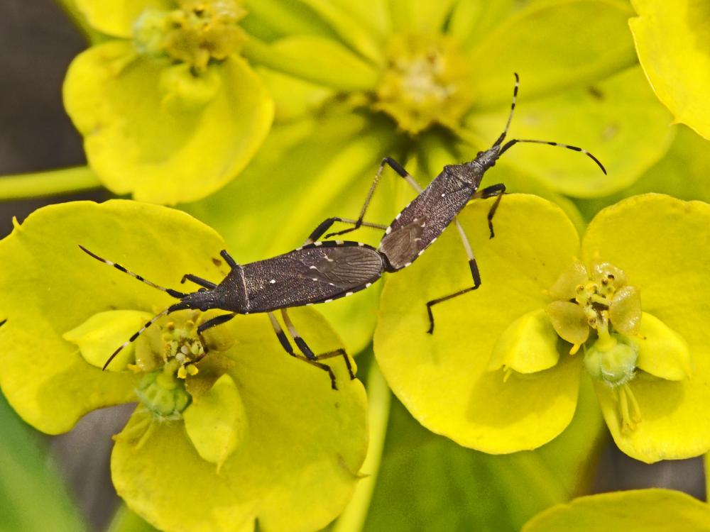  Dicranocephalus albipes (Fabricius, 1781)