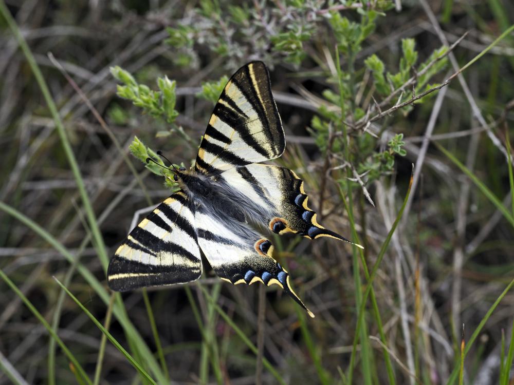 Voilier blanc (Le), Flambé mérodional (Le), Flambé Iphiclides feisthamelii (Duponchel, 1832)