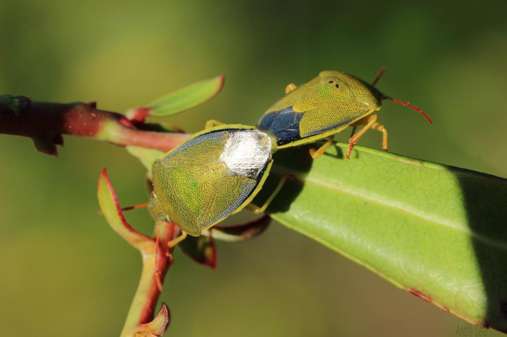 Piezodorus lituratus (Fabricius, 1794)