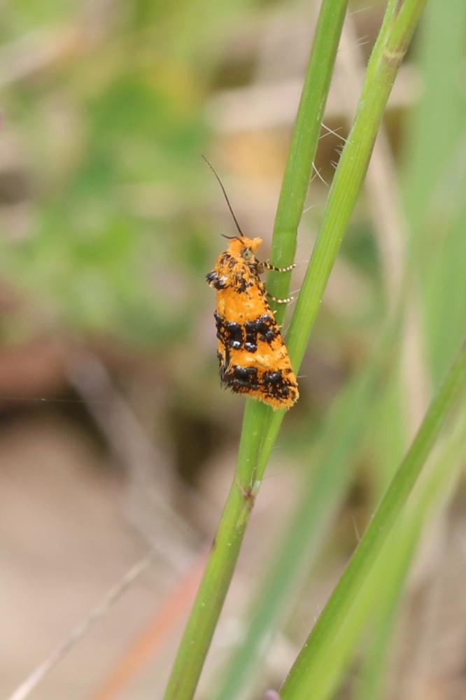 Commophila aeneana (Hübner, 1800)