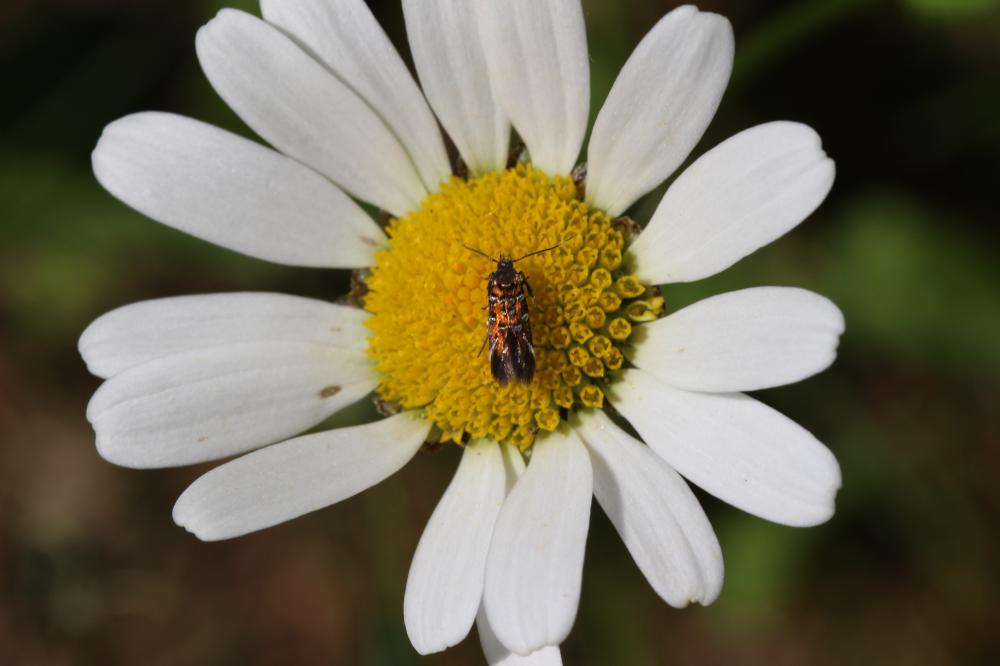 Pancalia leuwenhoekella (Linnaeus, 1760)