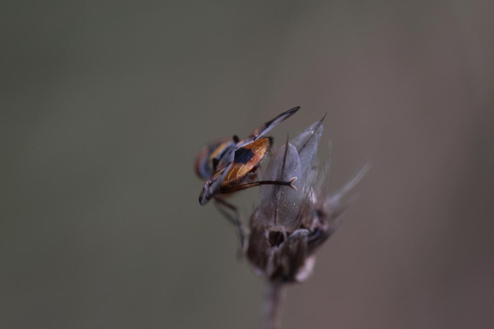 Ectophasia crassipennis (Fabricius, 1794)