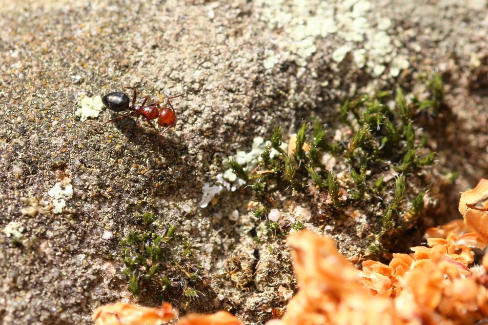 Camponotus lateralis (Olivier, 1792)