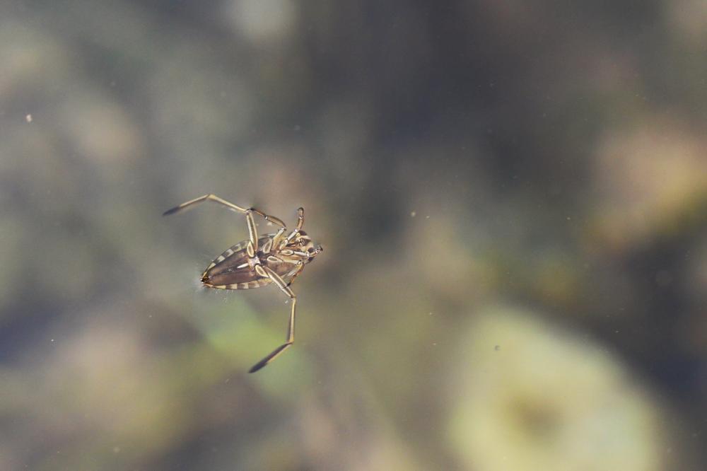 Notonecte glauque Notonecta glauca Linnaeus, 1758