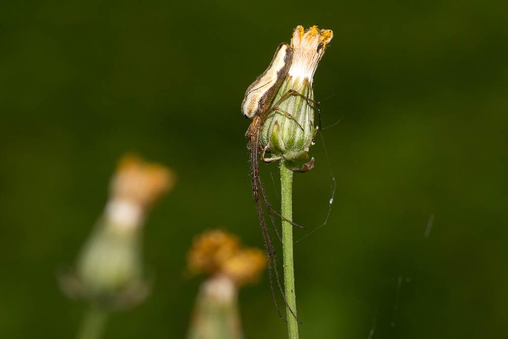  Tetragnatha montana Simon, 1874