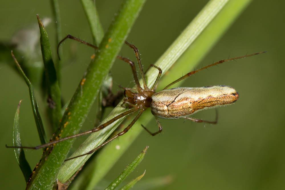  Tetragnatha montana Simon, 1874