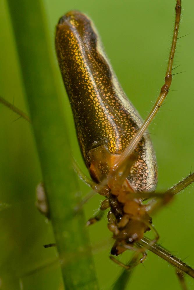  Tetragnatha montana Simon, 1874