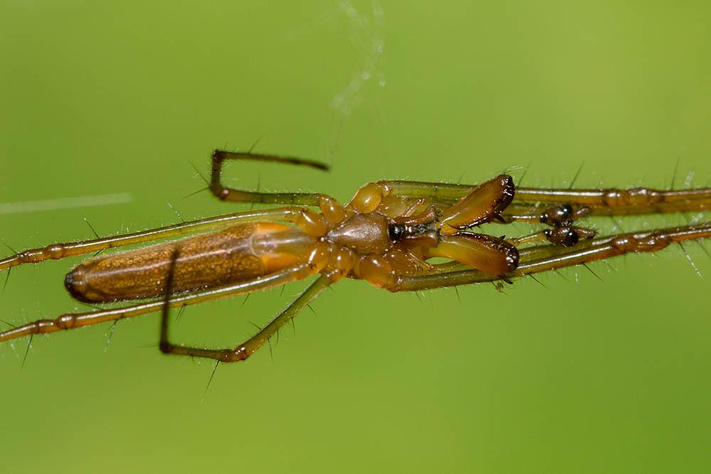Tetragnatha montana Simon, 1874