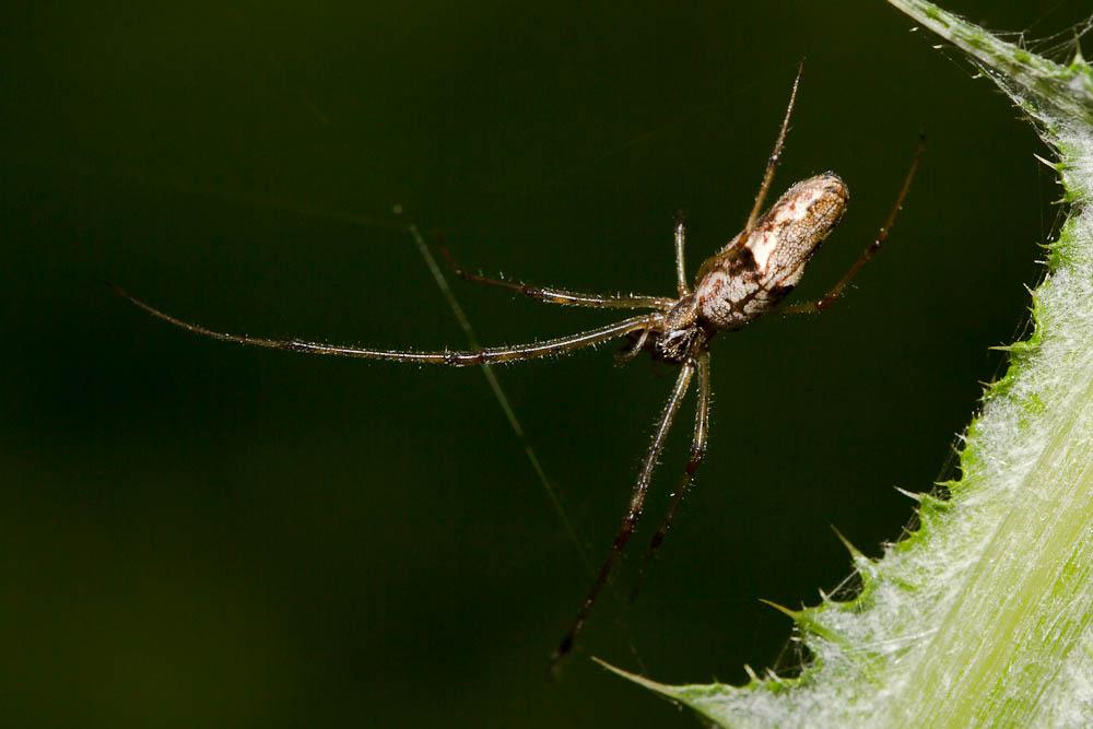 Tetragnatha nigrita Lendl, 1886