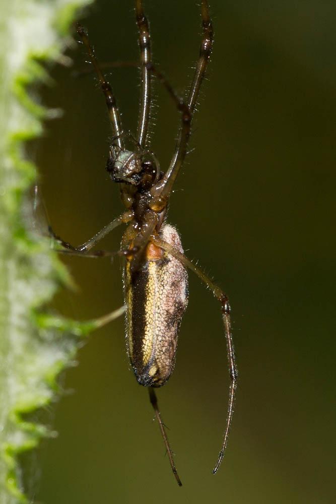 Tetragnatha nigrita Lendl, 1886