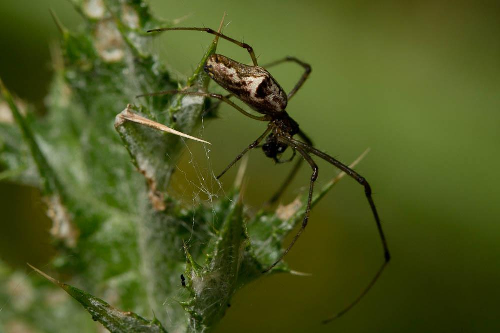  Tetragnatha nigrita Lendl, 1886