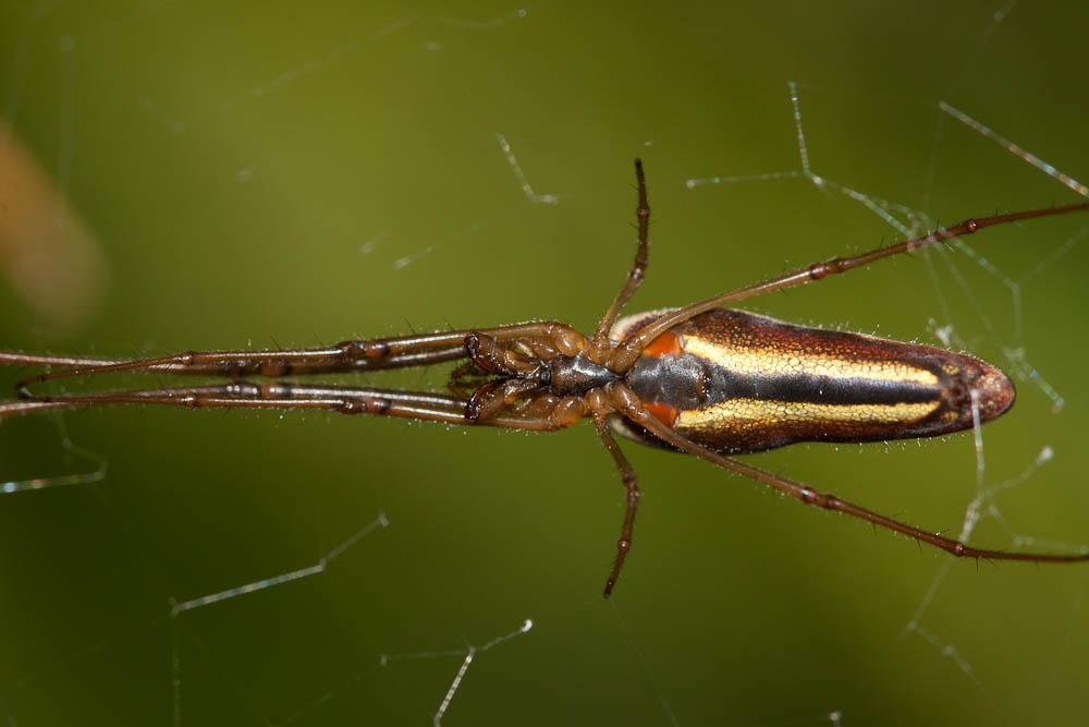 Tétragnathes Tetragnatha extensa (Linnaeus, 1758)