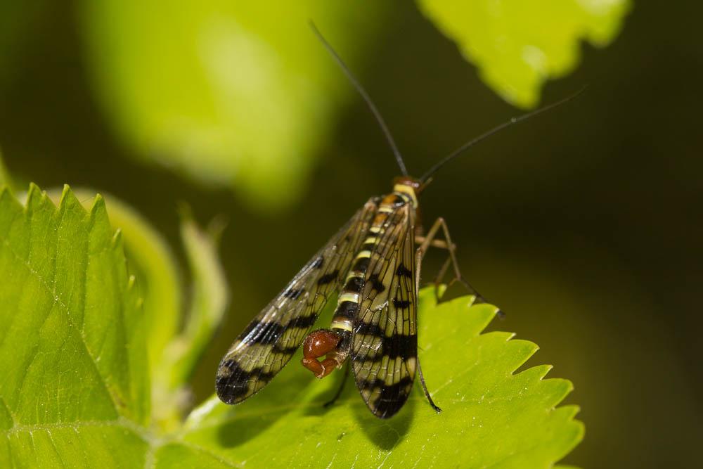 Panorpa cognata Rambur, 1842
