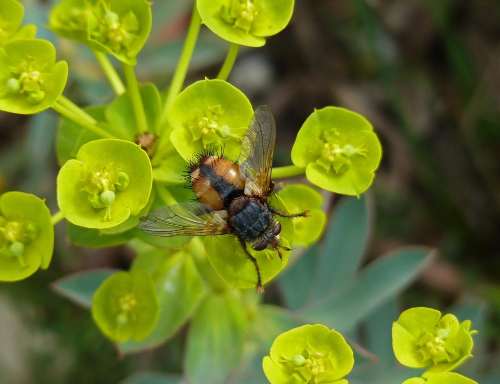 Tachina fera (Linnaeus, 1760)