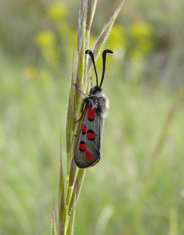 Zygène de l'Esparcette (La), Zygène de la Dorycnie Zygaena rhadamanthus (Esper, 1789)