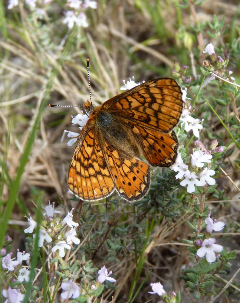 Damier de la Succise (Le), Artémis (L'), Damier pr Euphydryas aurinia (Rottemburg, 1775)