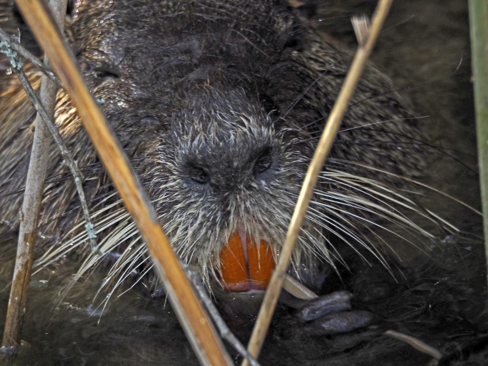 Ragondin Myocastor coypus (Molina, 1782)