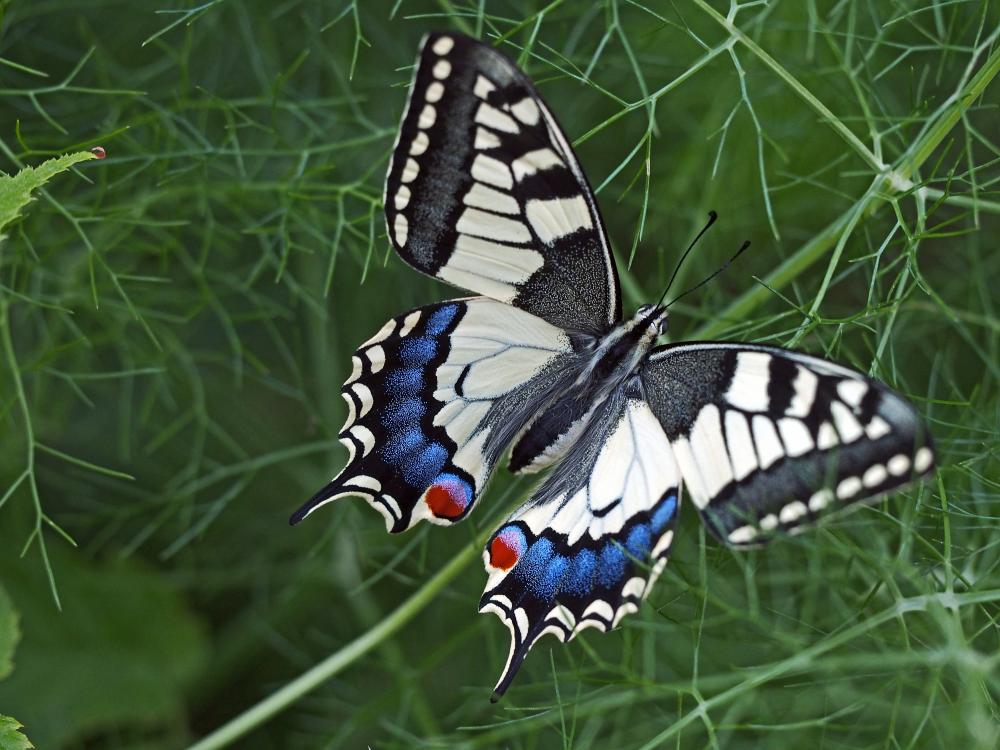 Machaon (Le), Grand Porte-Queue (Le) Papilio machaon Linnaeus, 1758