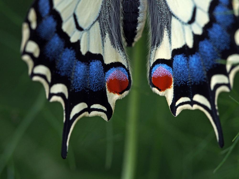 Machaon (Le), Grand Porte-Queue (Le) Papilio machaon Linnaeus, 1758
